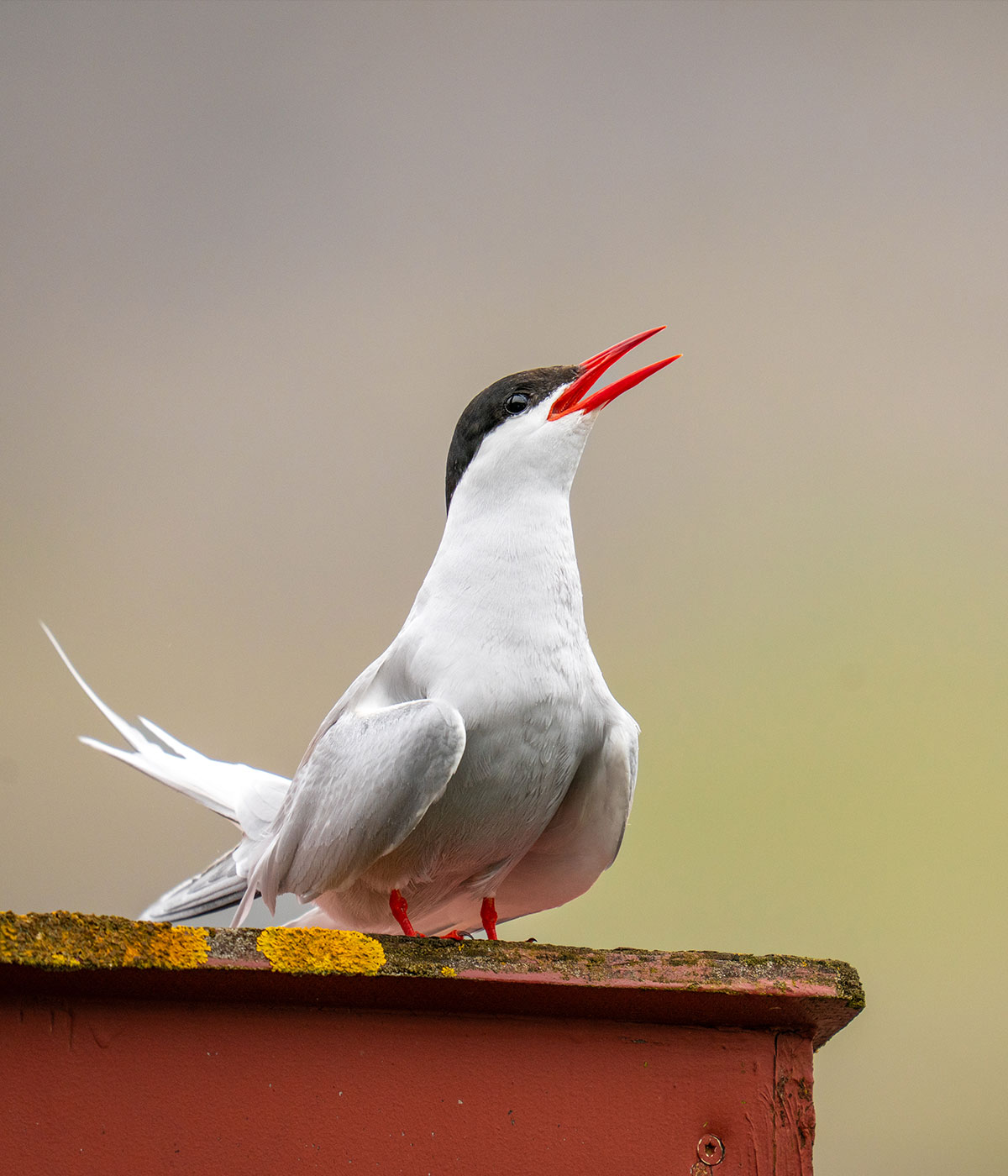 Wildtierfotografie